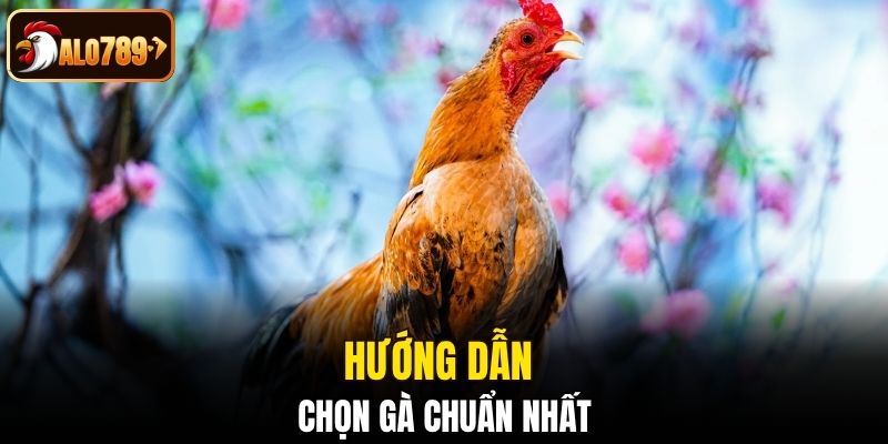 Hướng dẫn chọn gà chuẩn nhất