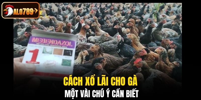 Cách xổ lãi cho gà và một vài chú ý cần biết