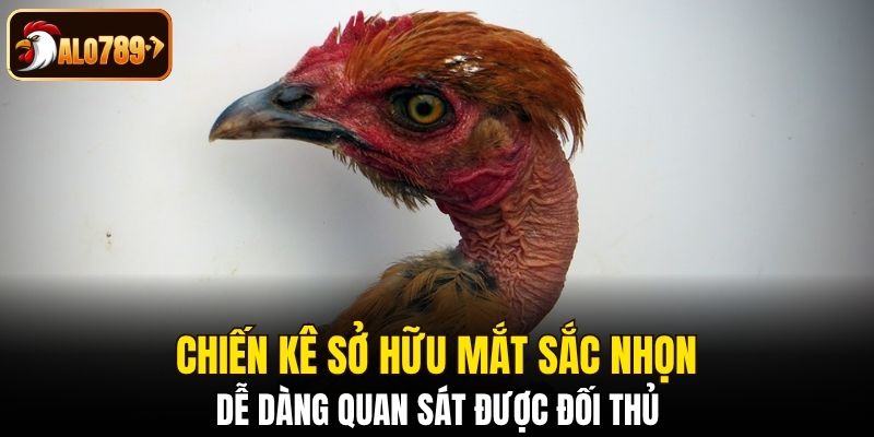 Chiến kê sở hữu mắt sắc nhọn, dễ dàng quan sát được đối thủ