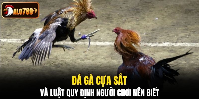 Đá gà cựa sắt và luật quy định người chơi nên biết 