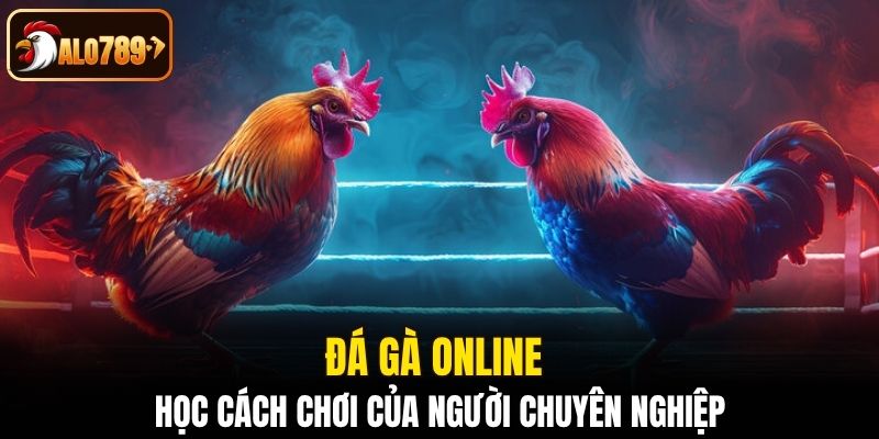 Đá gà online - học cách chơi của người chuyên nghiệp