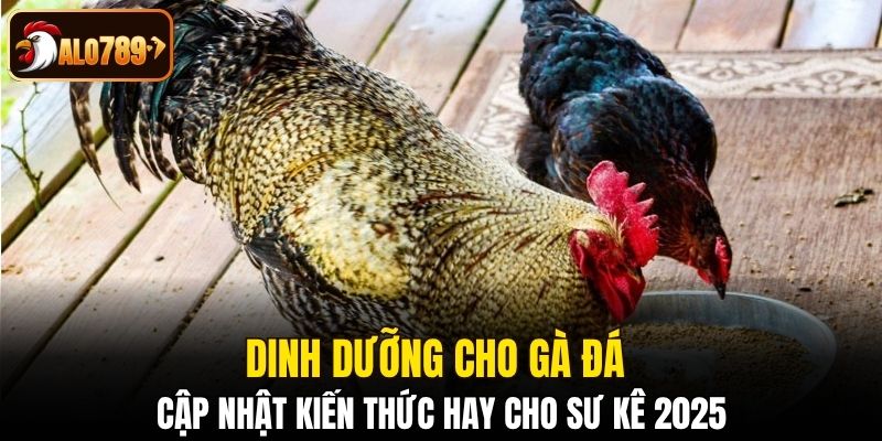 dinh dưỡng cho gà đá