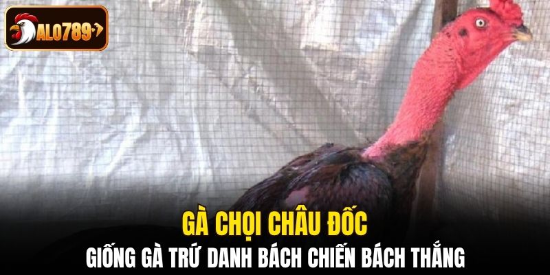 Gà chọi Châu Đốc