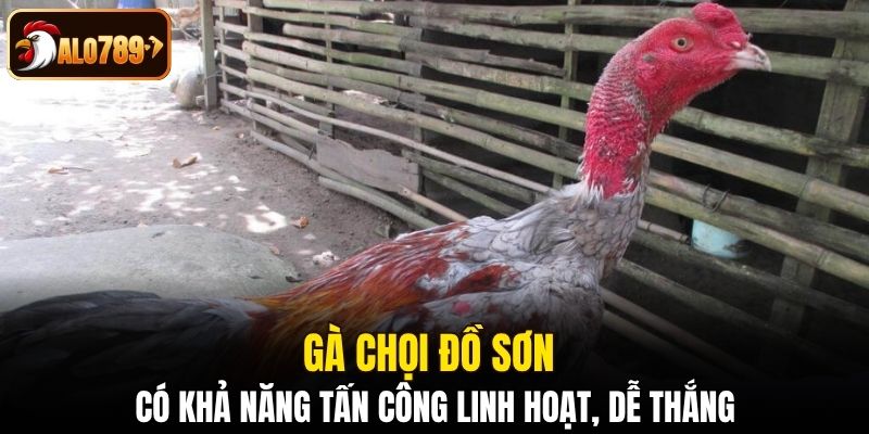 Gà chọi đồ sơn có khả năng tấn công linh hoạt, dễ thắng