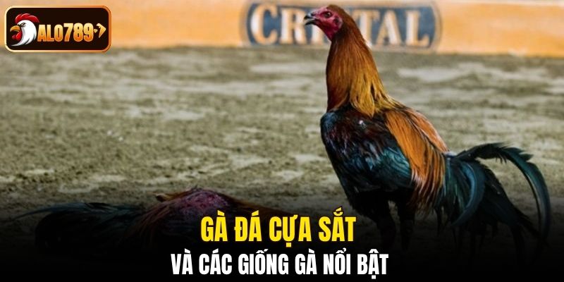 Đá cựa sắt và các giống gà nổi bật 