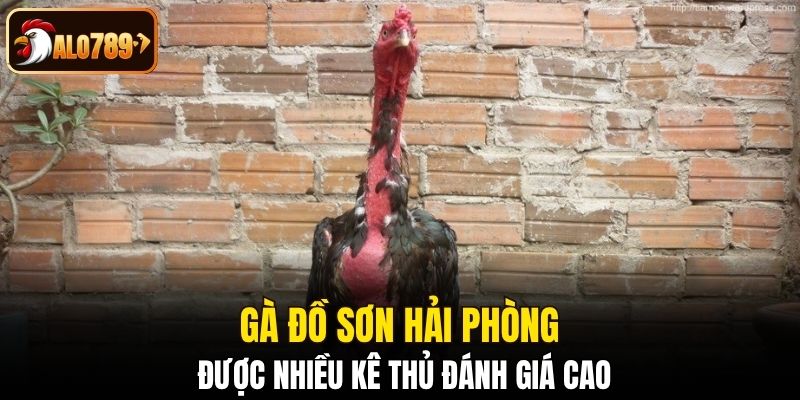 Gà đồ sơn Hải Phòng được nhiều kê thủ đúng giá cao