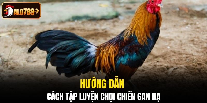 Hướng dẫn cách tập luyện chọi chiến gan dạ