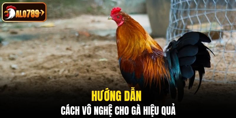 Hướng dẫn cách vô nghệ cho gà hiệu quả