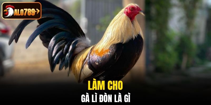 Làm cho gà lì đòn là gì?