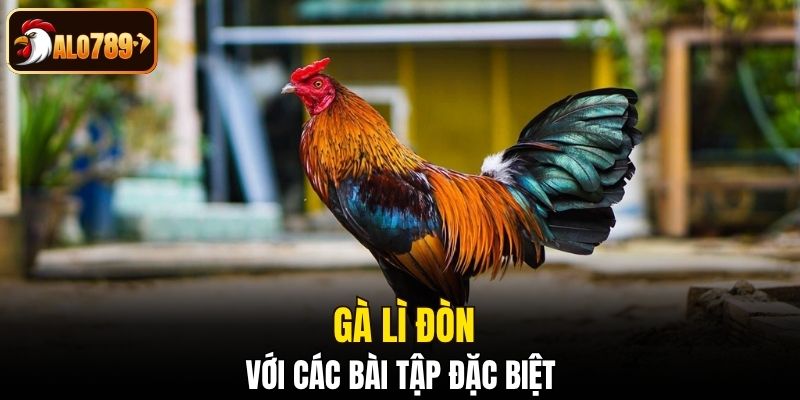 Làm cho gà lì đòn với các bài tập