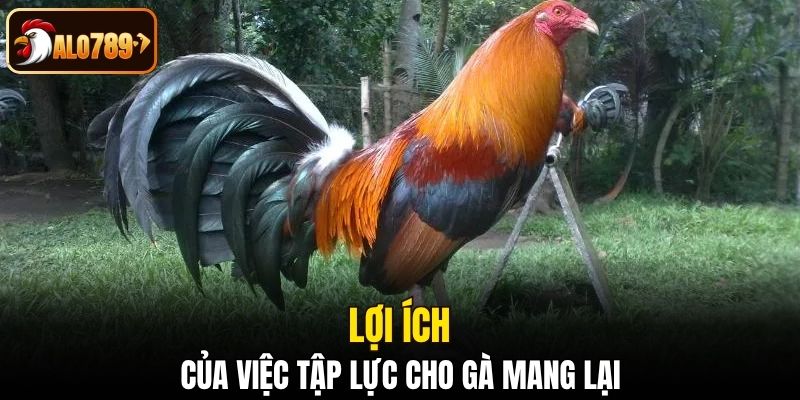 Lợi ích của việc tập lực cho gà mang lại