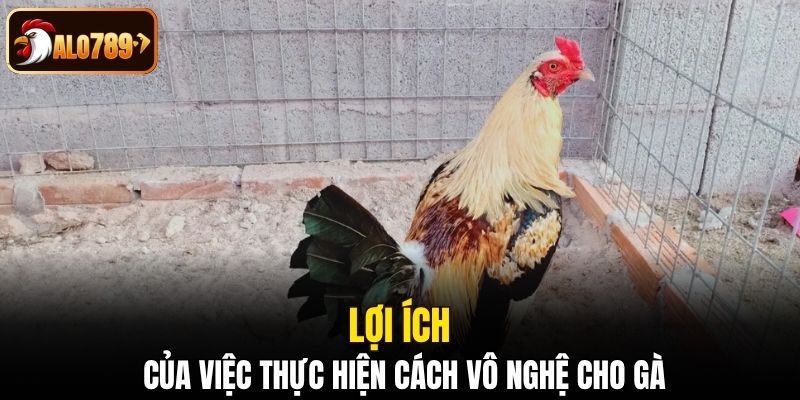 Lợi ích của việc thực hiện cách vô nghệ cho gà