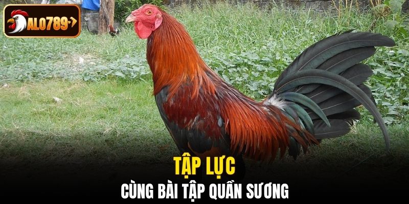Tập lực cho gà cùng bài tập quần sương
