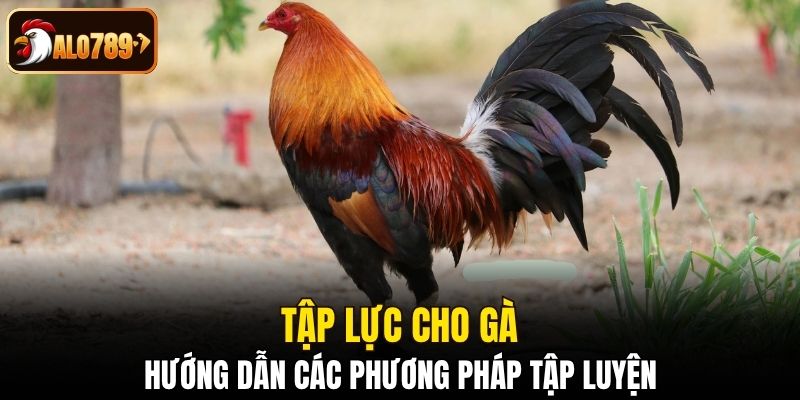 Tập lực cho gà
