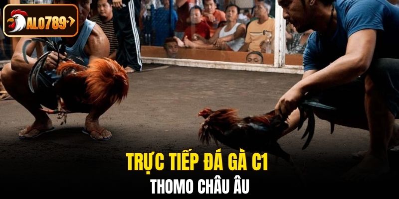 Trực tiếp đá gà C1 Thomo Châu Âu