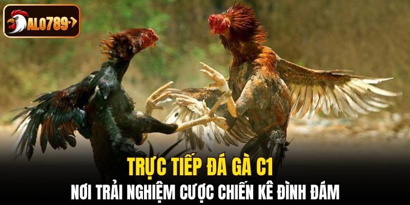 trực tiếp đá gà C1